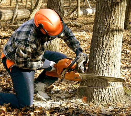 Tree Removal in Lantry, SD